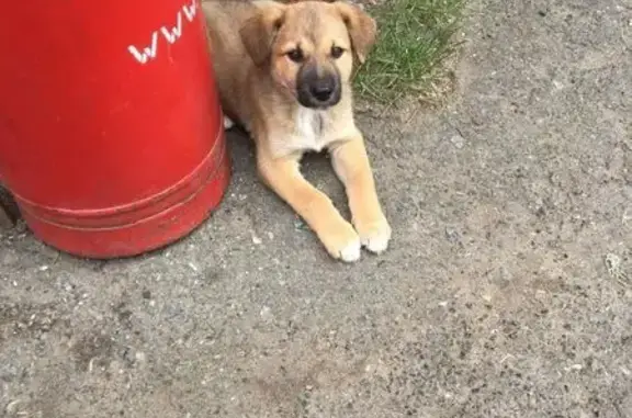 Пропала собака, Плеханово, Тюм. обл.