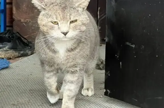 Кошки потеряшки, Завьялово, фото: Потеряшка кошка, Радужная ул., 52, Завьялово