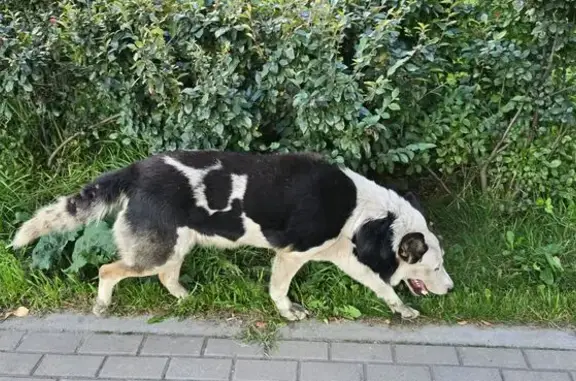 Собака найдена у Варшавская 9, СПб