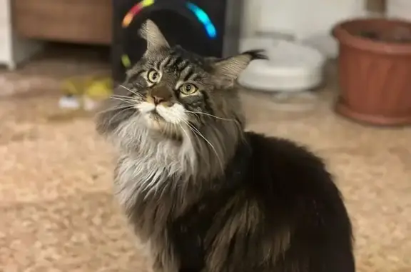 Кошки потеряшки, Минусинск, фото: Потеряшка кошка, Запроточная 9, Минусинск