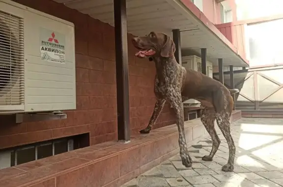 Собака найдена: Балаклавская 131, Симферополь