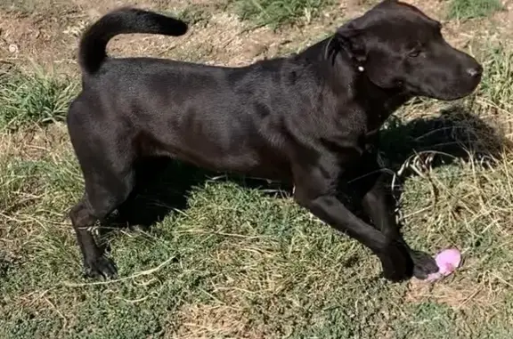 Собака найдена на кладбище в Михайловске