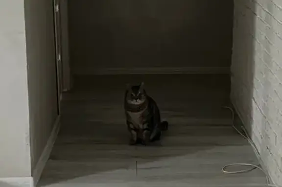 Кошки потеряшки, , фото: Потеряшка кошка, ул. Воровского, 141, Ижевск