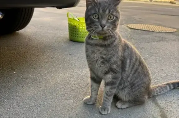 Найдена кошка, Обводного канала 151-153