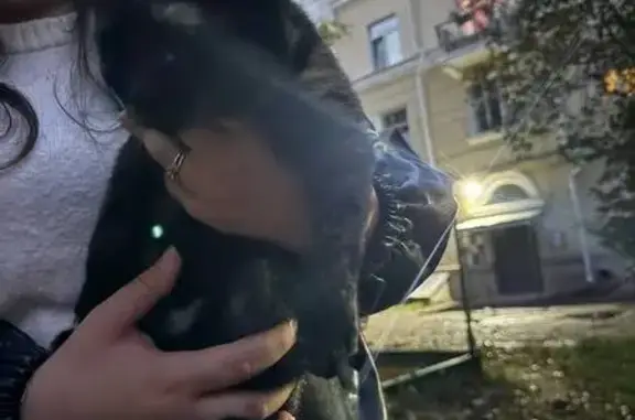 Найденные животные Серов, фото: Трехцветная кошка найдена, ул. Ленина, 134