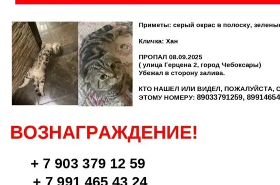 Кошки потеряшки, Чебоксары, фото: Потеряшка кошка, Герцена 2, Чебоксары