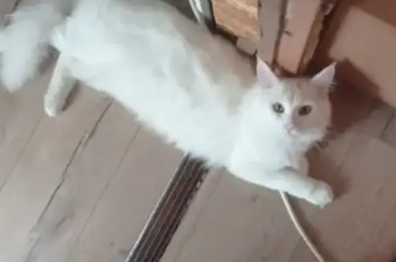 Кошки потеряшки, Выборг, фото: Потеряшка кошка, Тенистая ул., 19, Выборг