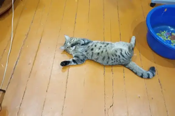 Пропала кошка, Чертыгашева 79, Абакан