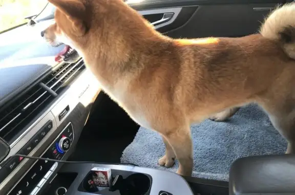 Сиба ину найден в Былово, 46Н-08877, 2А