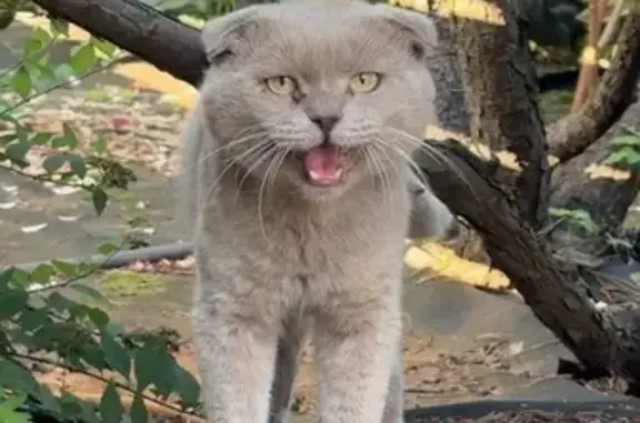 Кот найден в дер. Кабаново, Лесная ул.