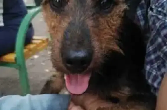 Собака найдена: Черкасская ул., 43, Краснодар