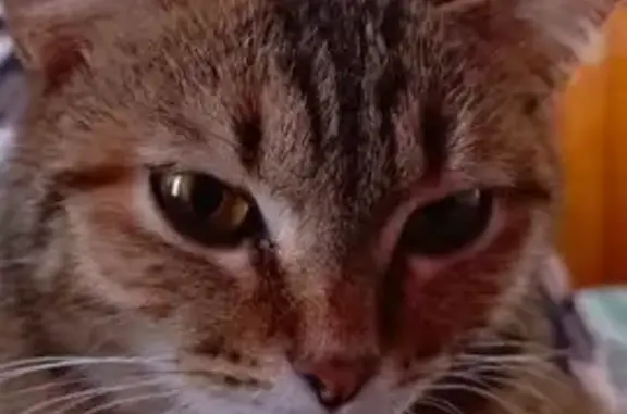 Пропала кошка, ул. П.Кучияк, 50, Горно-Алтайск