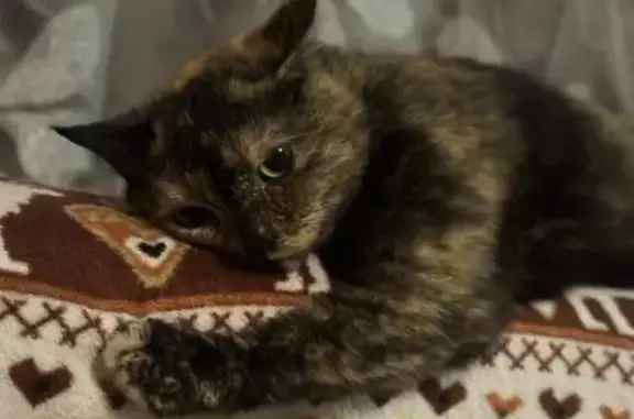 Кошки потеряшки, Новосибирск, фото: Потеряшка кошка, ул. Марата, 11Б, Новосибирск