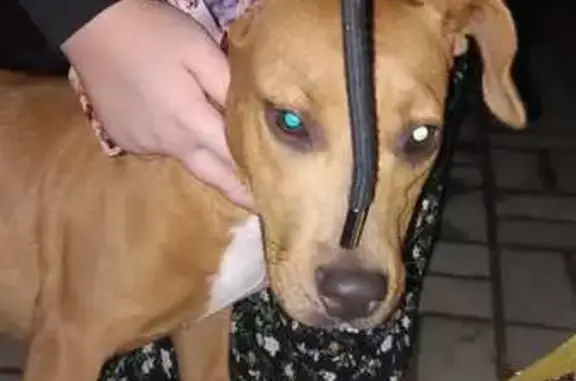 Найдена собака, Тихорецк, фото: Собака найдена: ул. Подвойского, 76, Тихорецк