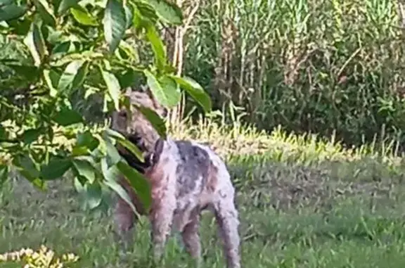 Собака найдена, ул. Карьерная, Калининград