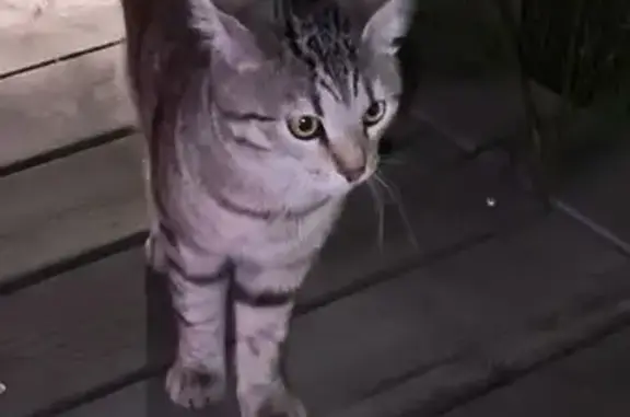 Кошка у театра Камала, ул. Хади Такташа