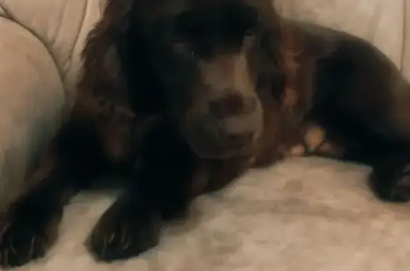 Найдена собака в Геленджике, Краснодарский край