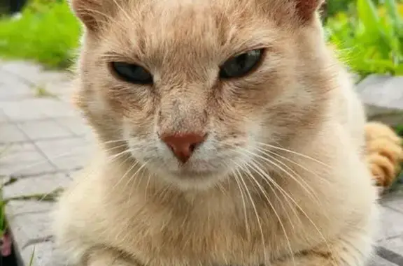 Потерянные животные Переславль-Залесский, фото: Пропала кошка, ул. Кузнецова, 52