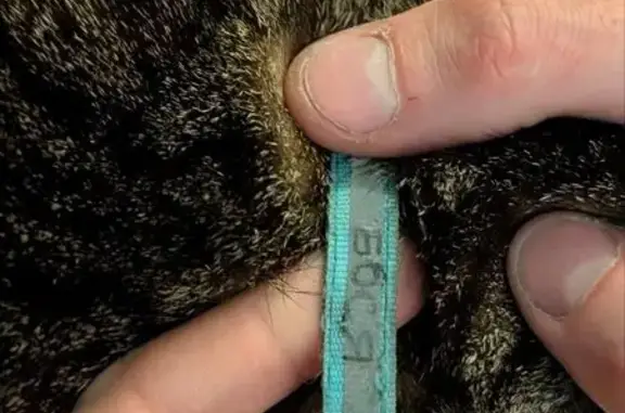 Найдена кошка, Павловск, фото: Кошка Бося найдена, Садовая ул., Павловск