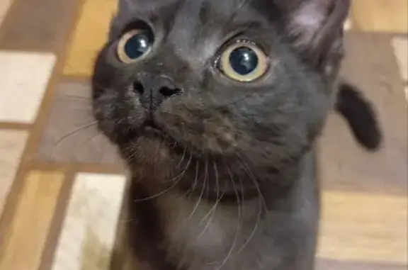 Кошки потеряшки, , фото: Потеряшка кошка, Заводская ул., 44, Уемский