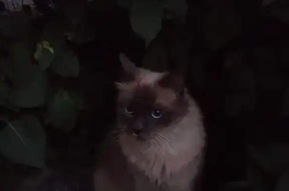 Найдена кошка, Гродно, фото: Кошка найдена: ул. Репина 29, Гродно