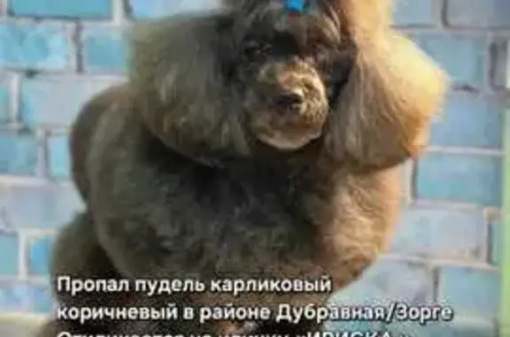 Пропала собака, Казань, пр. Победы
