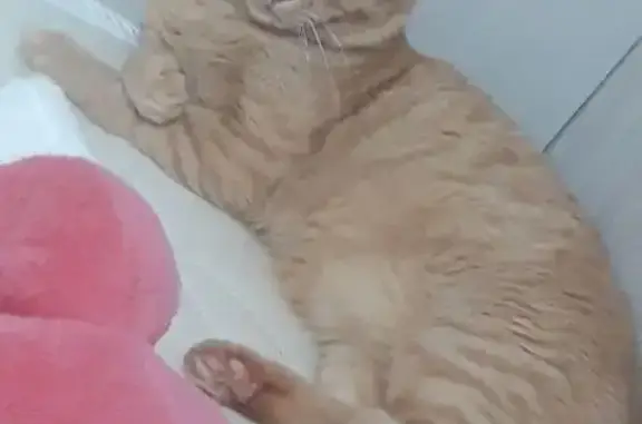 Кошки потеряшки, Томск, фото: Потеряшка кошка, Музыкальный переулок, Томск