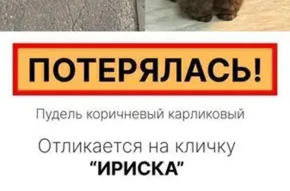 Собаки потеряшки, Казань, фото: Потеряшка собака, ул. Рихарда Зорге, 113