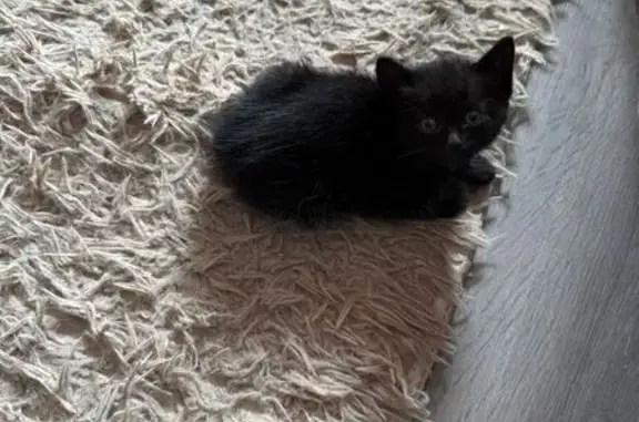 Кошки потеряшки, Великий Новгород, фото: Потеряшка черная кошка, Псковская 48 к3