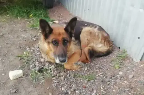Найдена собака, Оренбург, фото: Собака найдена в Оренбурге, Оренбургская обл.
