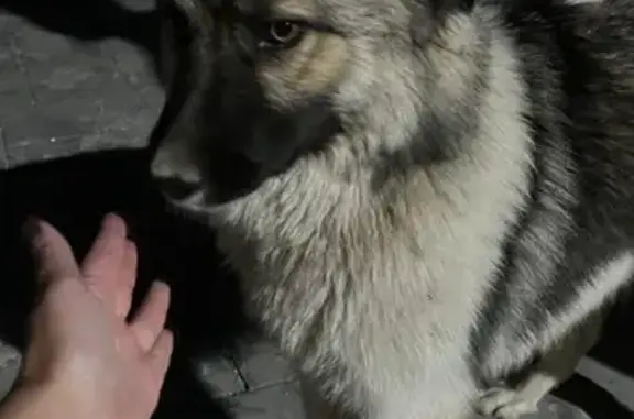 Найдена собака, Колтушское поселение