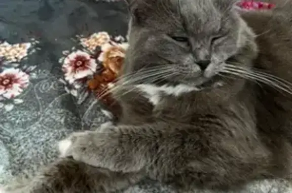 Пропала кошка, ул. Карла Маркса 1Д, Тавда