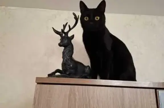Пропала чёрная кошка, Клубная ул., Ярославль