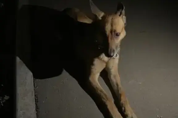 Овчарка найдена: Саратов, Большая Садовая 162