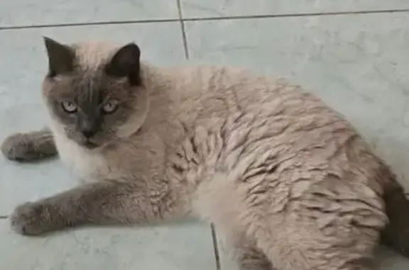 Пропал кот, ул. Дружбы, 16, Черкесск