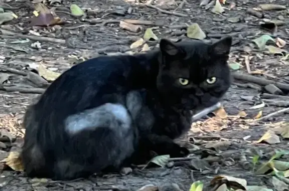 Кошка найдена, Муромская ул., Москва
