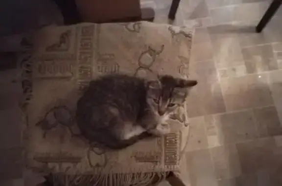 Кошка найдена: ул. 8 Марта, Ржев