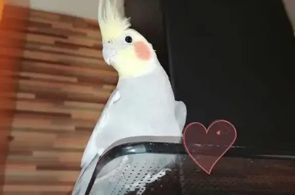 Пропала птица, пр. Королёва 1/7, Ростов-на-Дону