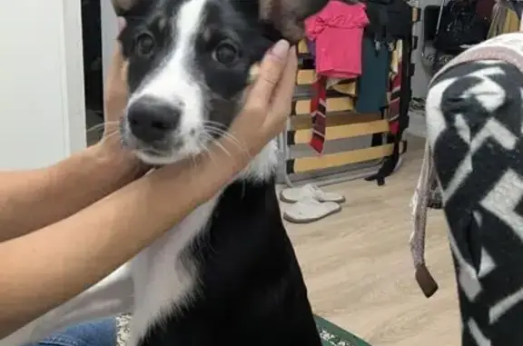 Найдена собака, Московская область, фото: Щенок найден на Красногорском шоссе