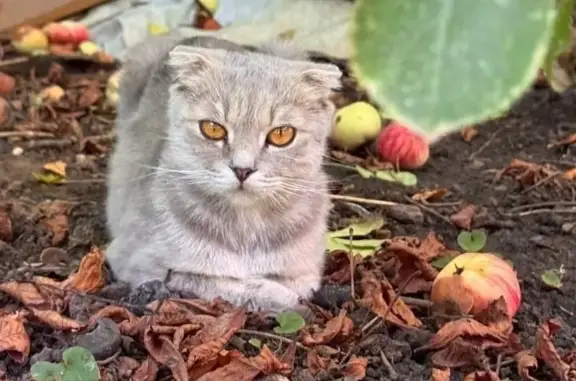 Пропала кошка, переулок Гоголя, Курск