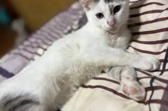 Пропала кошка, пр. Клыкова, 53, Курск