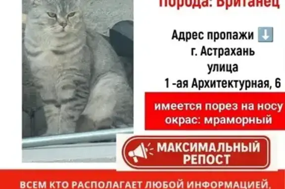Пропала кошка, Астрахань, AH8