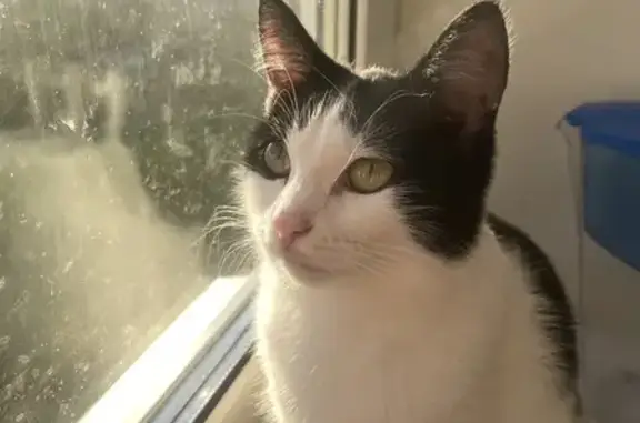 Пропала кошка, Качканар, Зеленоглазая 16