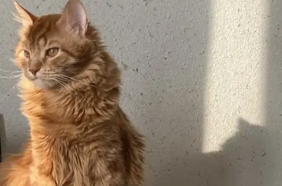 Пропала кошка, ул. Д. Козлова, 6