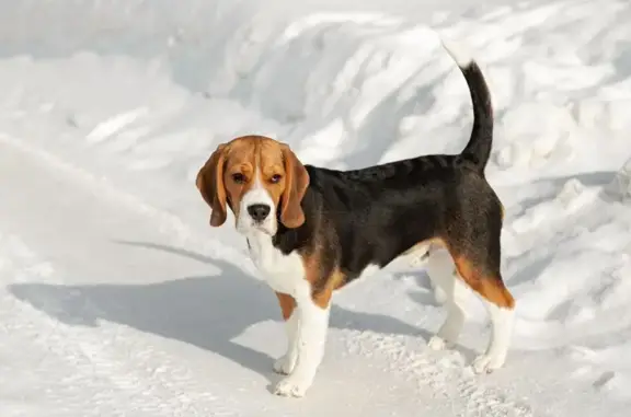 Собаки потеряшки, Пермский край, фото: Потеряшка собака в лесу, Пермский край