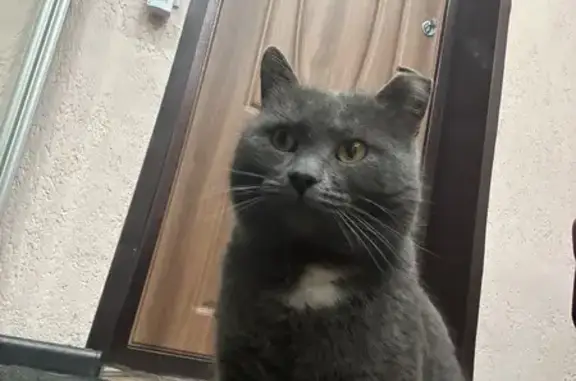 Пропала кошка, Учительская 35, Н. Новгород