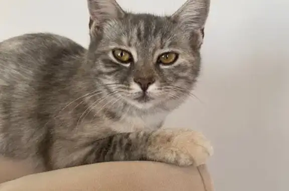 Пропала кошка, ул. Карла Маркса, 1В