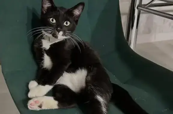 Кошки потеряшки, Инза, фото: Потеряшка кошка, Инза, Ульяновская обл.