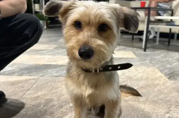 Собака найдена на ул. Феоктистова, Воронеж