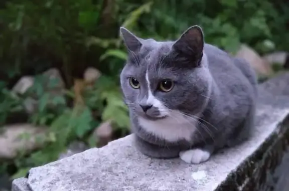 Кошки потеряшки, Москва, фото: Потеряшка кошка Сима, Ленинградский пр-т, 33 к7